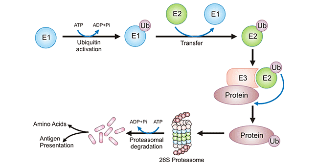 Ubiquitylation process of a protein and its degradation