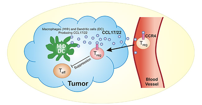 CCR4 on Treg cells binds to CCL17/CCL22 induces tumor immunosuppression