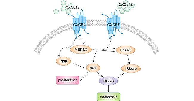 CXCR4/CXCL12 participates multiple signaling pathways in tumor cells