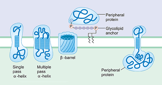 a diagram of different membrane proteins