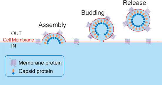 The Diagram of Virus Like Particles