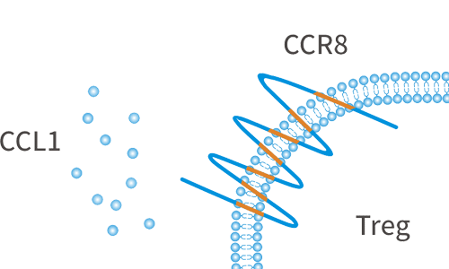 Recombinant Human CCR8-VLPs