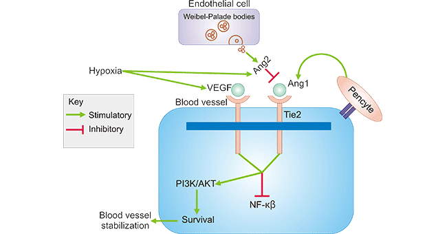 ANGPT2 (Ang-2): the First Bispecific Antibody for Eye Vision Loss Therapy, a Novel Target for Tumor Angiogenesis!