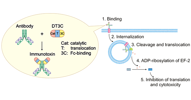 DT3C, a Powerful Tool for ADC Drug Internalization In Vitro