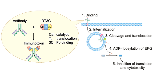 Mechanism of antibody:DT3C-induced cytotoxicity