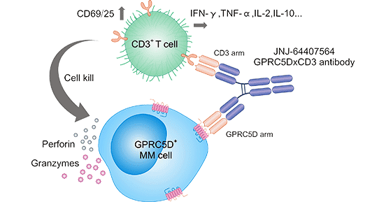 The mechanism of GPRC5DxCD3 regulates MM cells