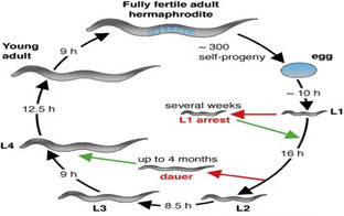 A Classical Model Organism-C. elegans