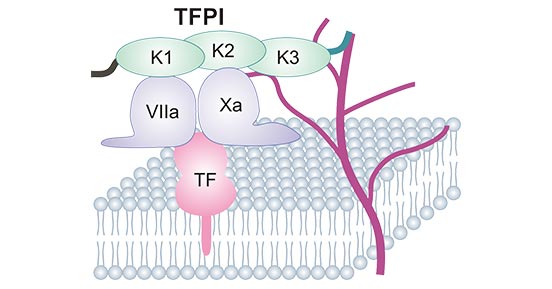 The Kunitz structure of TFPI