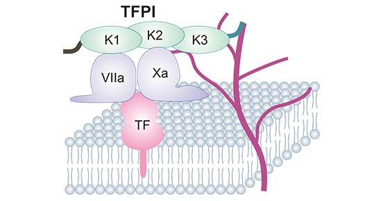 Thrombin generation and implications for hemophilia therapies: A