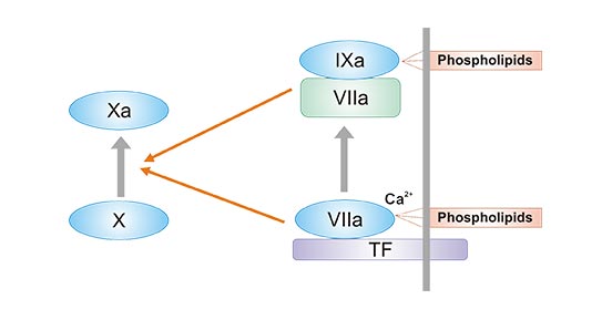 Schematic diagram of TF actives endogenous and exogenous coagulation pathways