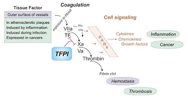 The mechanism of TFPI inhibits TF coagulation 
