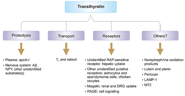 TTR metabolic pathway