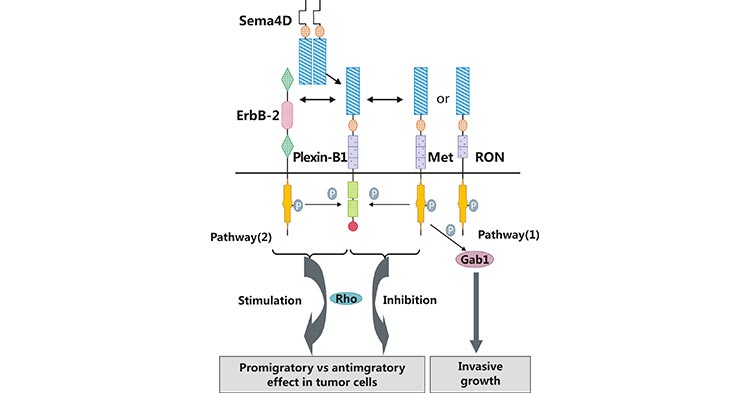 SEMA4D/CD100: As an Important Immunoregulator to Improve Immunotherapy