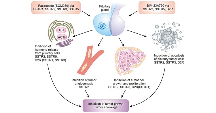SSTR family regulates important biological activities
