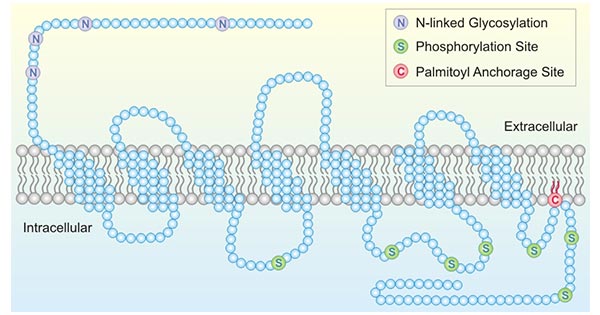 Schematic diagram of SSTR2a structure