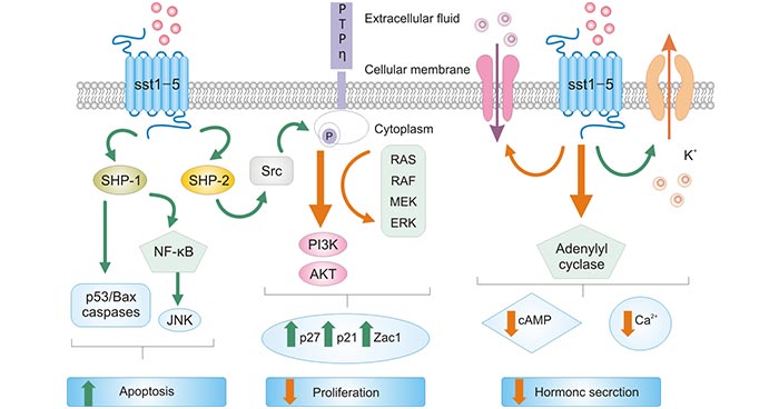 The mechanism of anti-tumor effects of SSTR2 binding to SST