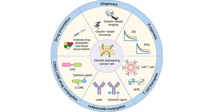 Clinical application of claudins targeted drugs