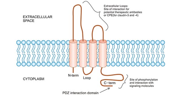 The structure of CLDNs family