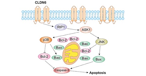 CLDN6J activates RIP1-ASK1-p38/JNK MAPK
