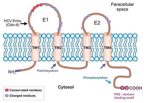 CLDN9: Another Key Regulator for Tumors or Hearing Loss from the CLDN Family!