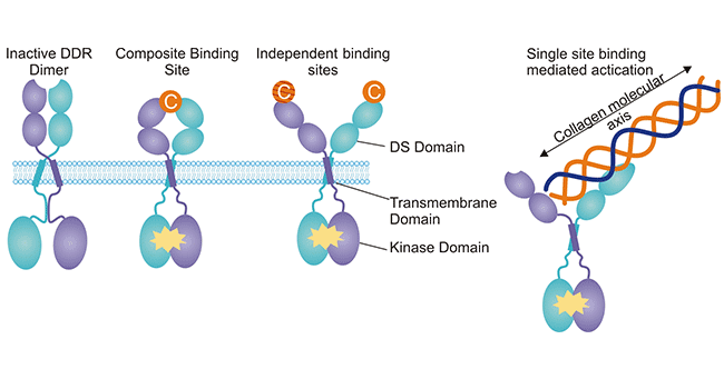 DDR1: a Novel Member of the RTKs Family, a Potential Target for Tumor Therapy!