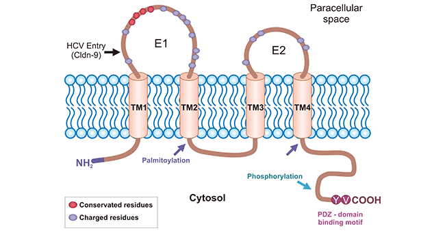 Structure of CLDN9