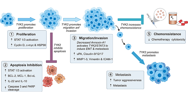 The mechanism of CLDN9 and TYK2 in cancer