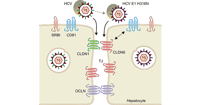 CLDN1, CLDN6, and CLDN9 might act as HCV receptors