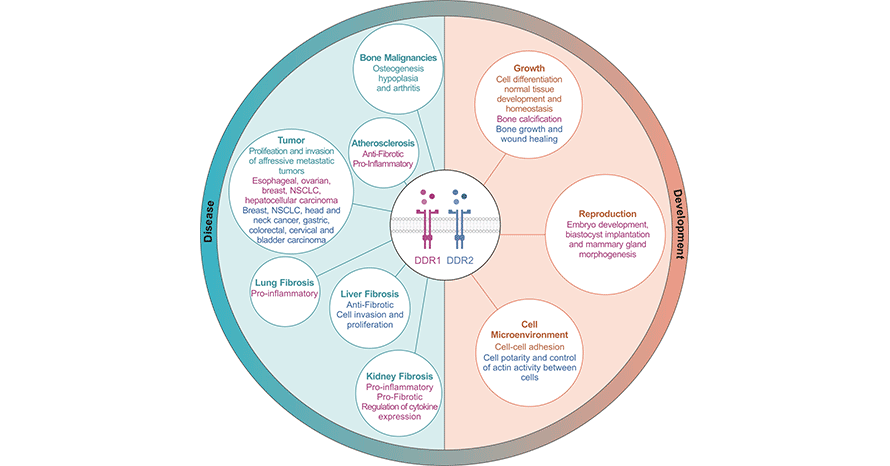 DDRs are strongly associated with diseases such as tumors