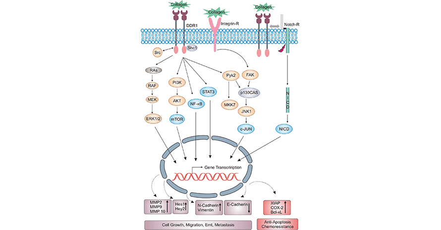 DDR1-related signaling pathways