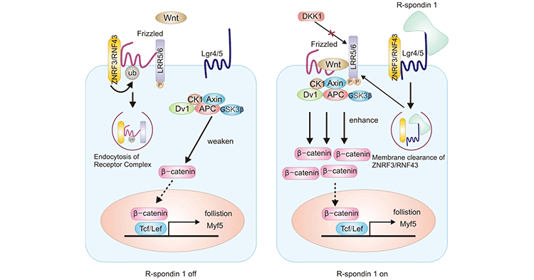 Mechanism of RSPO1 binding to membrane protein in initiating the Wnt/β-catenin signaling pathway