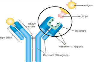 How to Validate An Antibody？
