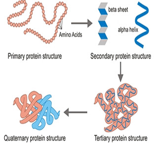 Biological Activity of Proteins