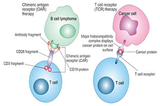 Immunotherapy to treat cancer