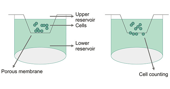 Chemotaxis Assay