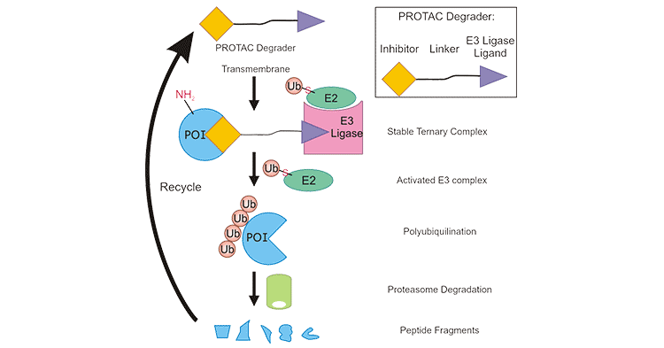 a novel targeted protein degradation technology