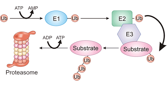 The pathway of protein degradation via the ubiquitin-proteasome system