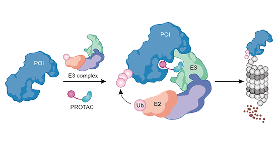 Target protein-PROTAC-E3 ubiquitin ligase ternary complex formation process