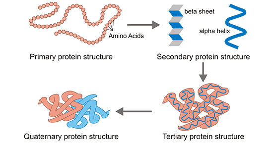 Protein structure