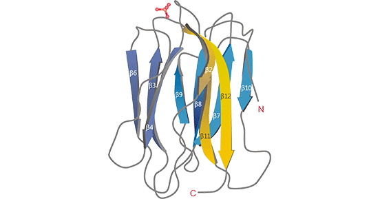 ZG16B crystal structure