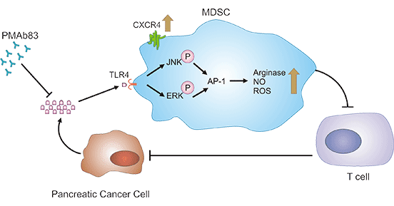 ZG16B-related signaling pathways