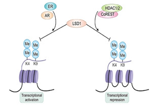 Histone demethylases: LSD and JmjC Families