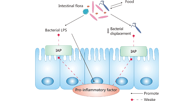 Intestinal Mucosal Barrier Bodyguard --ALPi