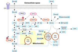 PHGDH - An Enzyme Related to Cancer Progression and Metastasis