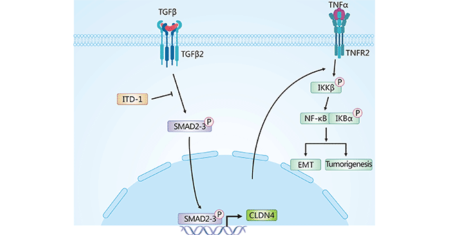 CLDN4: A Potential Prognostic Indicator and Therapeutic Target in Tumors！