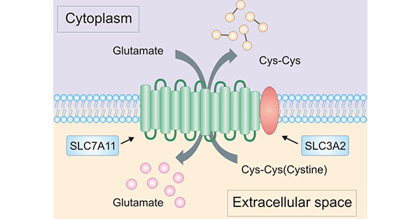 SLC7A11: a New Potential Therapeutic Target via Induced Ferroptosis in Tumors!