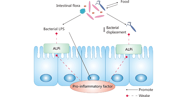 Mechanism of action of brush border ALPi on the release of intestinal flora and LPS-induced inflammation