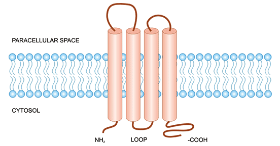 The structure of CLDN4