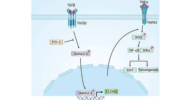 ZG16B-related signaling pathways