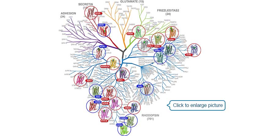 A family tree for G protein-coupled receptors, highlights the receptors (circled) whose structures have been solved, among hundreds of others whose structures have not yet been determined